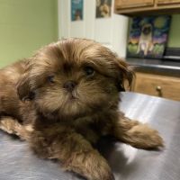 Southcentral Veterinary Services ico