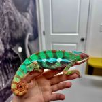 WildThings Animal Hospital