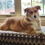 Pleasant View Animal Hospital