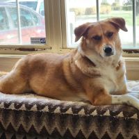 Pleasant View Animal Hospital ico