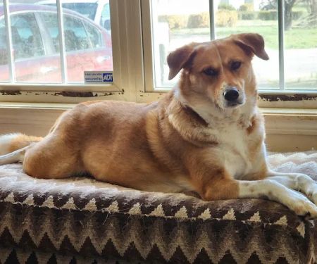Pleasant View Animal Hospital