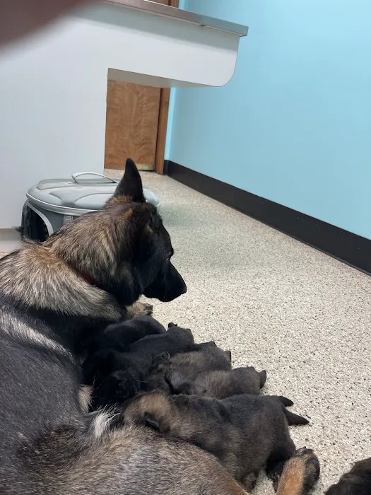 Cheatham County Animal Clinic Picture 2