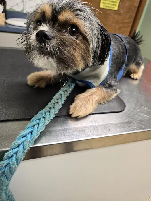 Cheatham County Animal Clinic Picture 5