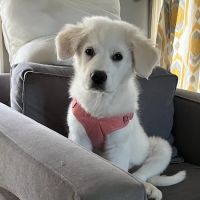 Cheatham County Animal Clinic ico
