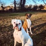 Nashville Road Animal Hospital