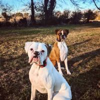 Nashville Road Animal Hospital ico