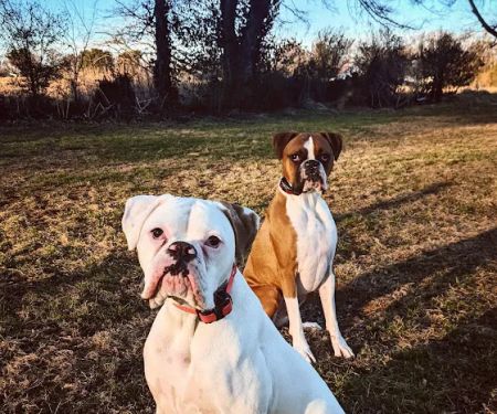 Nashville Road Animal Hospital