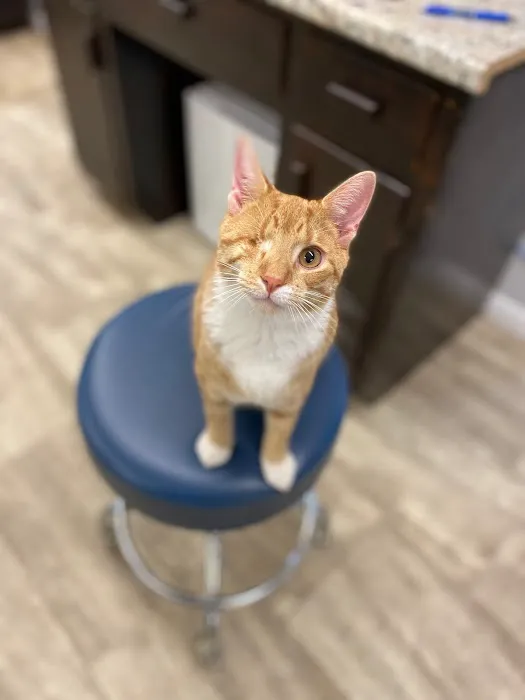 Nashville Road Animal Hospital Picture 2