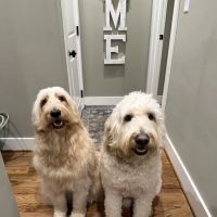 Pell City Animal Hospital ico