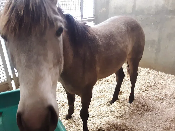 Coosa Valley Equine Center Picture 3