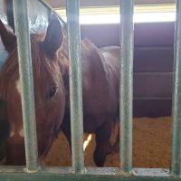 Coosa Valley Equine Center ico