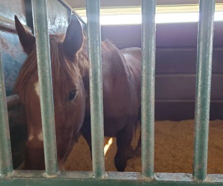 Coosa Valley Equine Center
