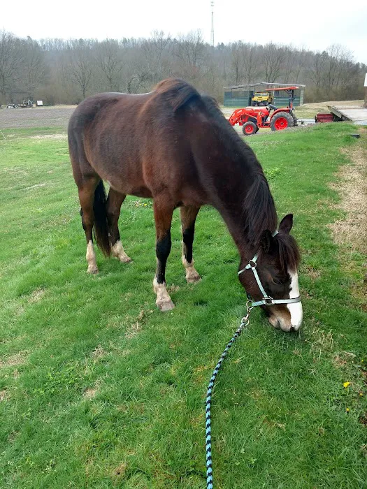 Coosa Valley Equine Center Picture 4