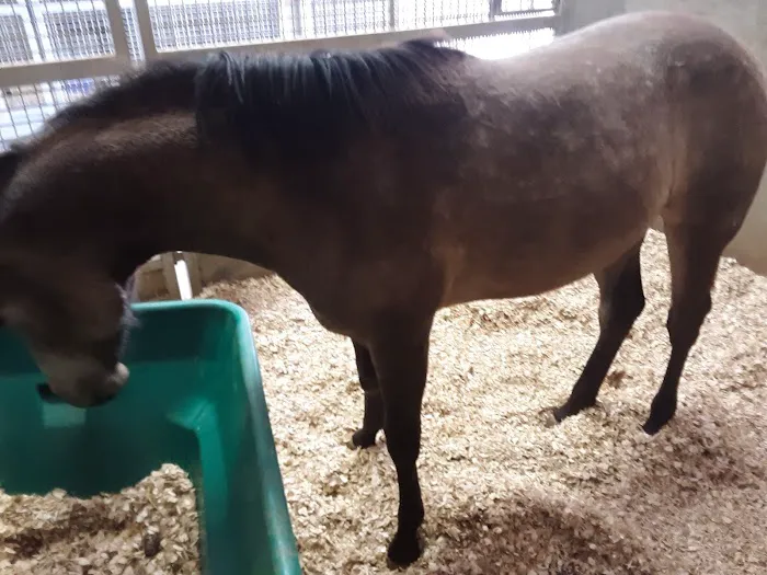 Coosa Valley Equine Center Picture 8