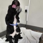 Wedowee Animal Hospital