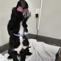 Wedowee Animal Hospital ico