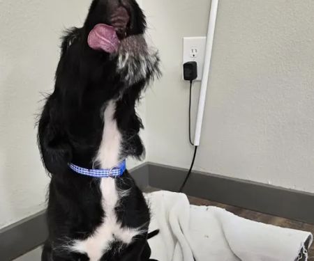 Wedowee Animal Hospital