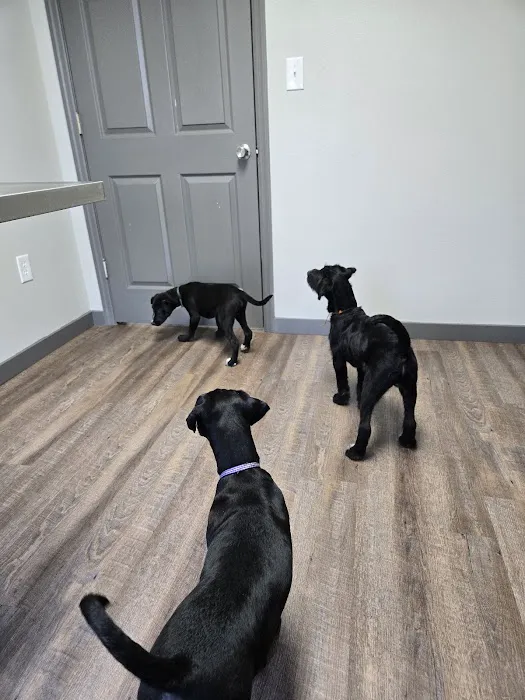 Wedowee Animal Hospital Picture 3