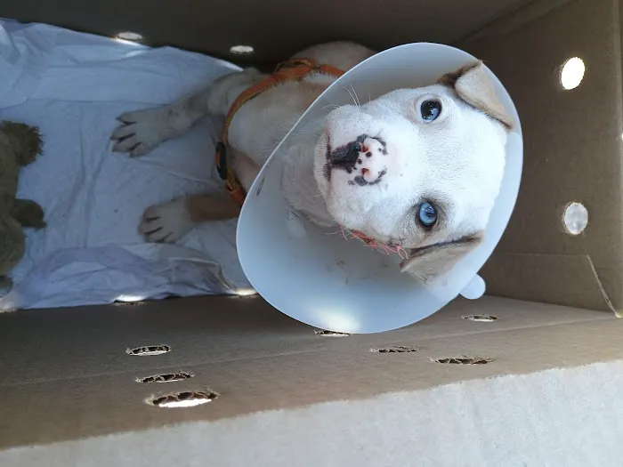 Bowdon Animal Hospital Picture 3