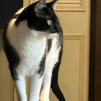 Animal Medical Center ico