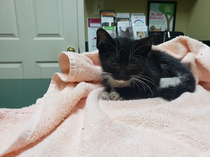 Animal Medical Center Picture 3