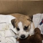 PetVet Vaccination Clinic