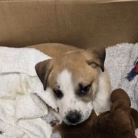 PetVet Vaccination Clinic ico