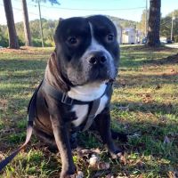 Childersburg Pet Clinic PC ico