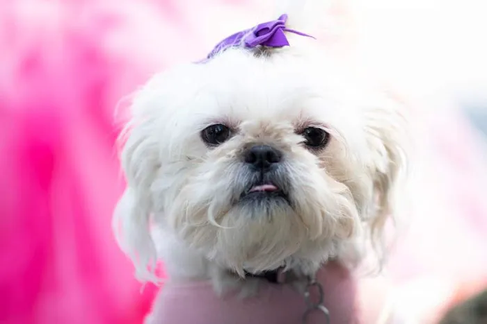 Childersburg Pet Clinic PC Picture 4
