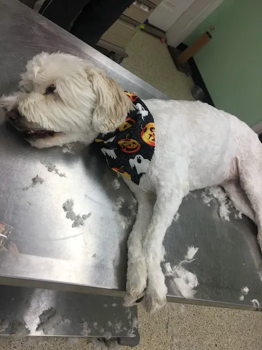 Childersburg Pet Clinic PC Picture 7