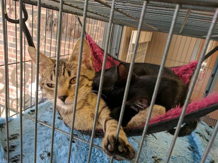 Crossroads Animal Hospital Picture 2
