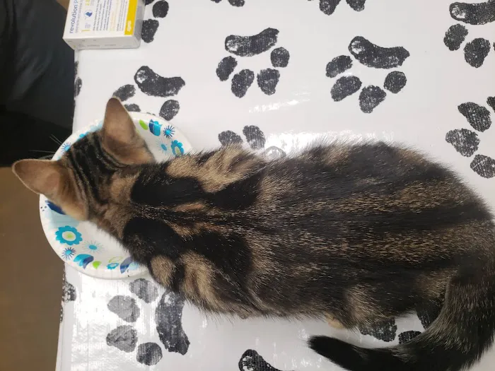 Crossroads Animal Hospital Picture 7