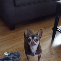 Animal House Veterinary Clinic ico