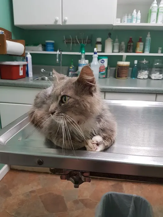 Animal House Veterinary Clinic Picture 2