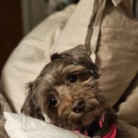 Mercy Animal Hospital: Mc Kim Brandon DVM ico