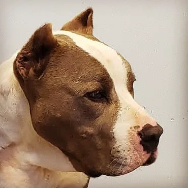 Mercy Animal Hospital Picture 2