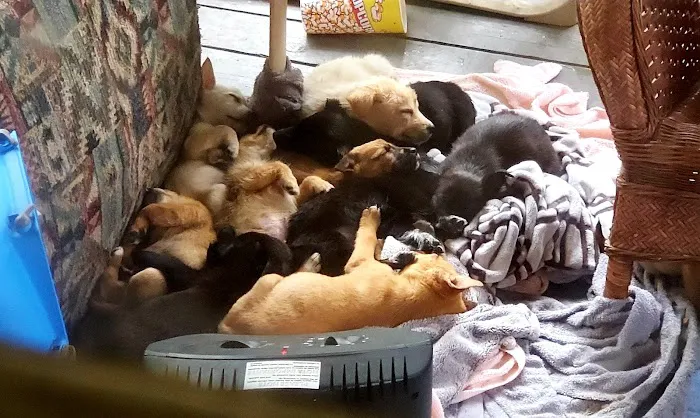 Mercy Animal Hospital Picture 6