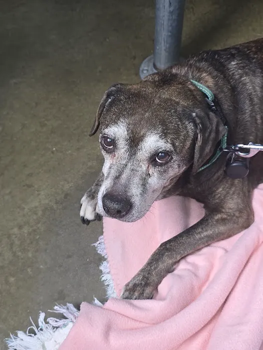 Mercy Animal Hospital Picture 8