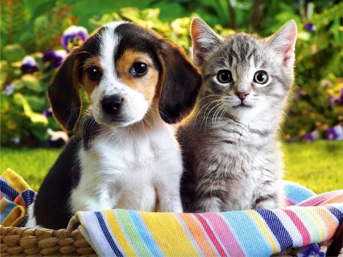 All Creatures Pet Hospital Picture 1