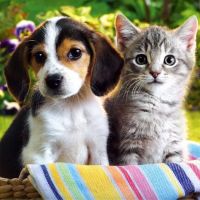 All Creatures Pet Hospital ico