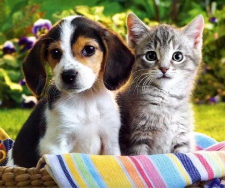 All Creatures Pet Hospital