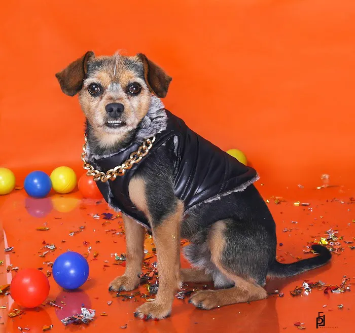 Carson Road Pet Clinic Picture 3