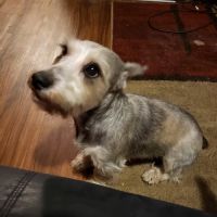 Carson Road Pet Clinic ico