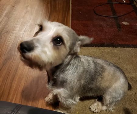 Carson Road Pet Clinic
