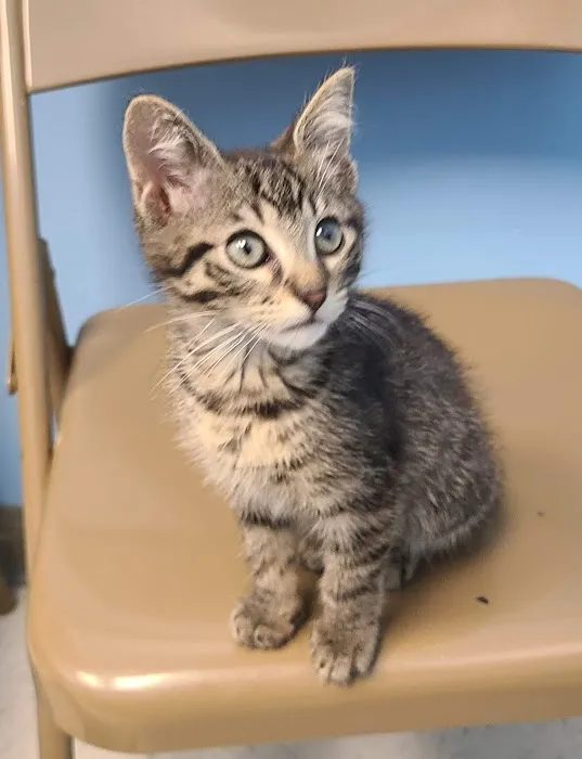 Carson Road Pet Clinic Picture 5