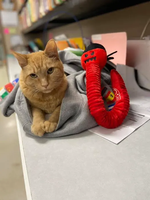 Carson Road Pet Clinic Picture 10