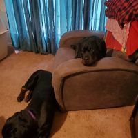Center Point Animal Clinic ico