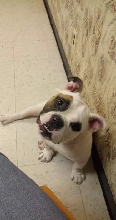 Center Point Animal Clinic Picture 8