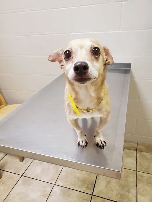 Trussville Main Street Animal Clinic Picture 1