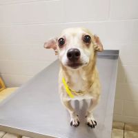Trussville Main Street Animal Clinic ico